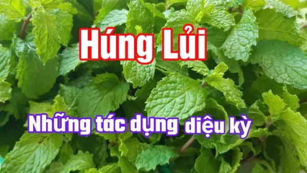 Rau Húng Lủi: Tác Dụng Tuyệt Vời Cho Sức Khỏe & Những Lưu Ý Khi Sử Dụng