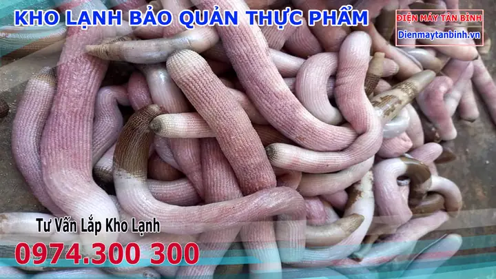 Sá Sùng: Công Dụng, Lợi Ích Sức Khỏe Và Cách Chế Biến Bổ Dưỡng