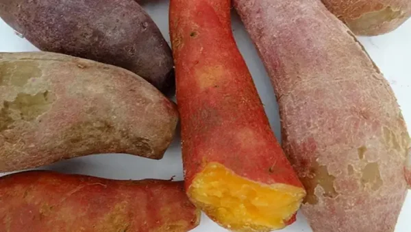 Khám Phá Đa Dạng Các Loại Khoai Lang Phổ Biến Tại Việt Nam: Đặc Điểm & Dinh Dưỡng