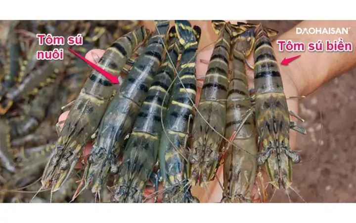 Tôm He Là Tôm Gì? Đặc Điểm, Lợi Ích Và Cách Chế Biến Ngon