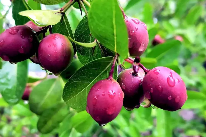 Trái Siro Có Tác Dụng Gì? Khám Phá Lợi Ích Sức Khỏe Toàn Diện Trái Siro Có Tác Dụng Gì? Khám Phá Lợi Ích Sức Khỏe Toàn Diện