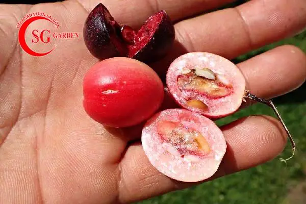 Trái Siro Có Tác Dụng Gì? Khám Phá Lợi Ích Sức Khỏe Toàn Diện Trái Siro Có Tác Dụng Gì? Khám Phá Lợi Ích Sức Khỏe Toàn Diện