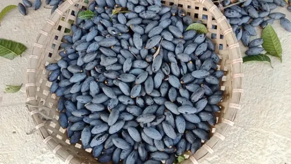 Trám Đen Bao Nhiêu Tiền 1kg? Giá Đặc Sản Vùng Cao Và Các Yếu Tố Ảnh Hưởng