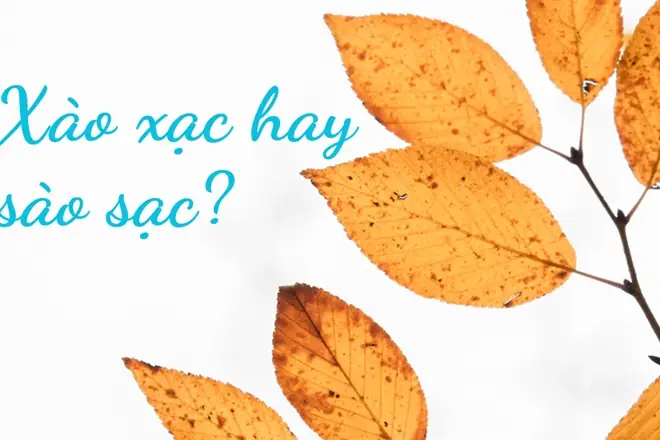 Xào Hay Sào: Phân Biệt Chính Tả Và Ý Nghĩa Đầy Đủ Nhất Xào Hay Sào: Phân Biệt Chính Tả Và Ý Nghĩa Đầy Đủ Nhất