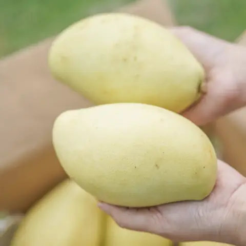 Xoài Keo: Chua Hay Ngọt, Đặc Điểm Nhận Biết Và Cách Thưởng Thức Ngon Xoài Keo: Chua Hay Ngọt, Đặc Điểm Nhận Biết Và Cách Thưởng Thức Ngon