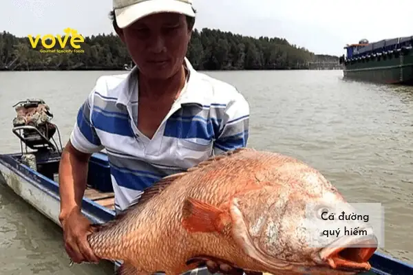 Cá Đường Là Cá Gì? Nhận Biết, Nguồn Gốc Và Cách Chế Biến Cá Đường Là Cá Gì? Nhận Biết, Nguồn Gốc Và Cách Chế Biến