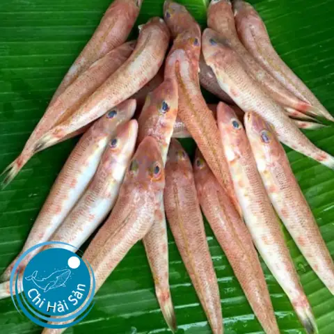Nhận Biết Các Loại Cá Bống Biển Và Cách Phân Biệt Với Bống Nước Ngọt Nhận Biết Các Loại Cá Bống Biển Và Cách Phân Biệt Với Bống Nước Ngọt