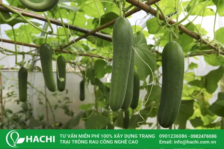 Các Loại Rau Theo Mùa: Nên Trồng Và Ăn Rau Gì Theo Tháng? Các Loại Rau Theo Mùa: Nên Trồng Và Ăn Rau Gì Theo Tháng?