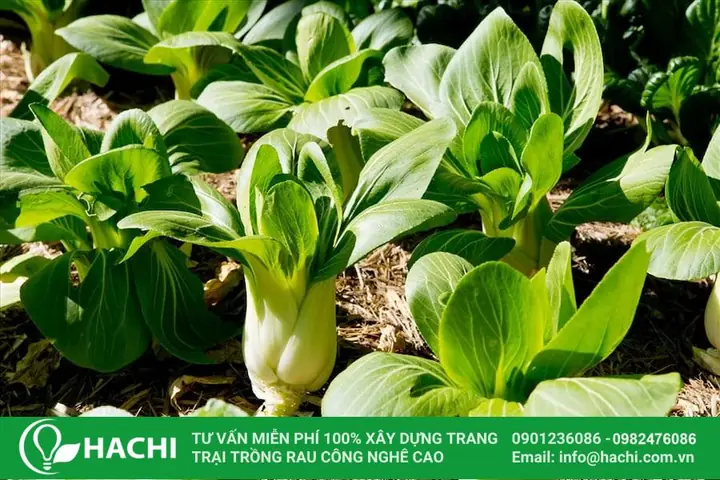 Các Loại Rau Theo Mùa: Nên Trồng Và Ăn Rau Gì Theo Tháng? Các Loại Rau Theo Mùa: Nên Trồng Và Ăn Rau Gì Theo Tháng?