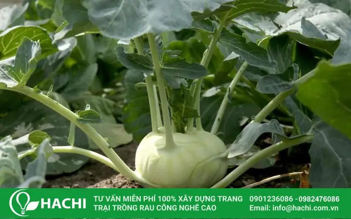 Các Loại Rau Theo Mùa: Nên Trồng Và Ăn Rau Gì Theo Tháng? Các Loại Rau Theo Mùa: Nên Trồng Và Ăn Rau Gì Theo Tháng?