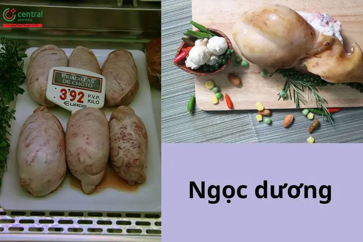 Cách Nấu Pín Dê Hầm Thuốc Bắc Chuẩn Vị, Bổ Dưỡng Từ A - Z Cách Nấu Pín Dê Hầm Thuốc Bắc Chuẩn Vị, Bổ Dưỡng Từ A - Z