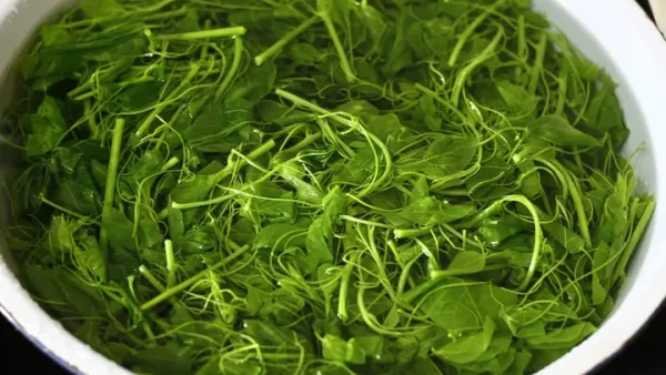 Cách Nấu Rau Bò Khai Ngon: 6 Công Thức Dễ Làm Tại Nhà