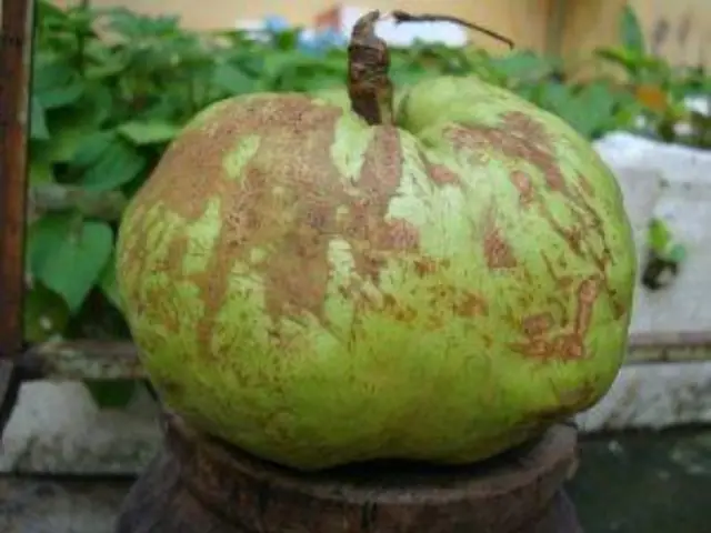 Cách Nấu Tai Chua Khô: Canh Chua, Canh Cá Chuẩn Vị Cho Gia Đình
