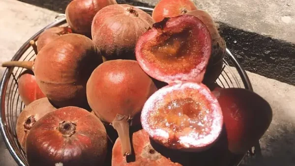 Cách Nấu Trái Vả Cho Bà Đẻ: 2 Cách Hầm Giò Heo Và Sườn Non