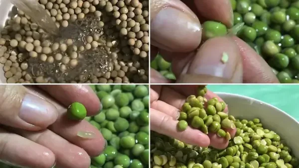 Cách Nấu Xôi Hạt Sen Đậu Hà Lan Dẻo Mềm, Thơm Bùi