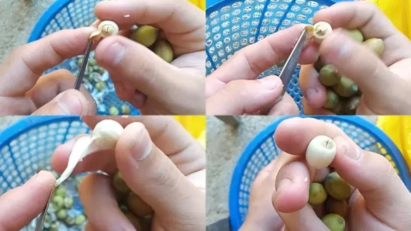 Cách Nấu Xôi Hạt Sen Khoai Môn Nước Cốt Dừa Bằng Nồi Cơm Điện