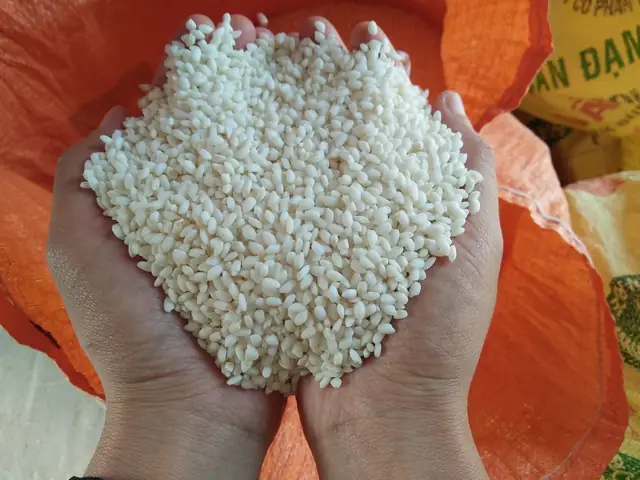 Cách Nấu Xôi Nếp Non Dẻo Mềm, Chín Đều Ngay Tại Nhà Cách Nấu Xôi Nếp Non Dẻo Mềm, Chín Đều Ngay Tại Nhà