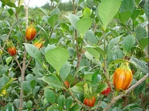 Hạt Dành Dành Là Gì? Đặc Điểm Nhận Biết, Công Dụng Và Cách Dùng Hạt Chi Tử