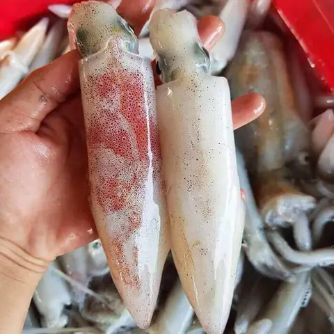 Phân Biệt Mực Ống Và Mực Lá: Hình Dáng, Vị Ngon Và Cách Chọn